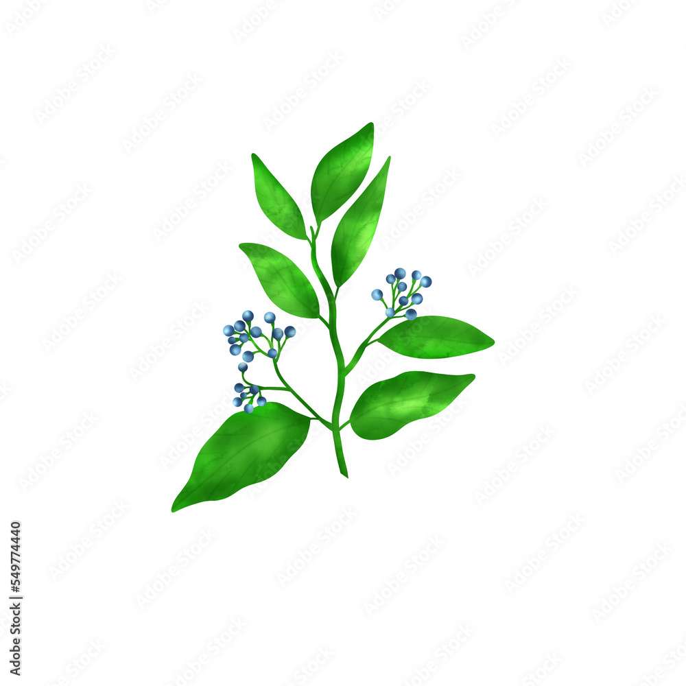 Fototapeta premium Camphor. A branch with berries and leaves. Illustration in watercolor style