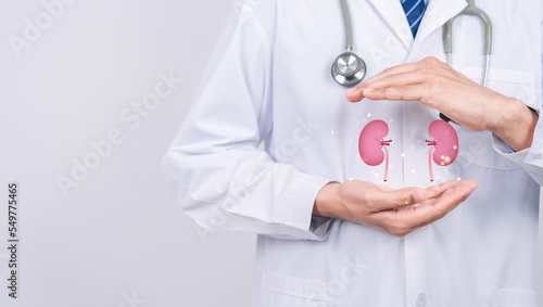 doctor in a white coat holding kidney organ, chronic kidney disease, renal failure, dialysis, Health checkup concept. photo