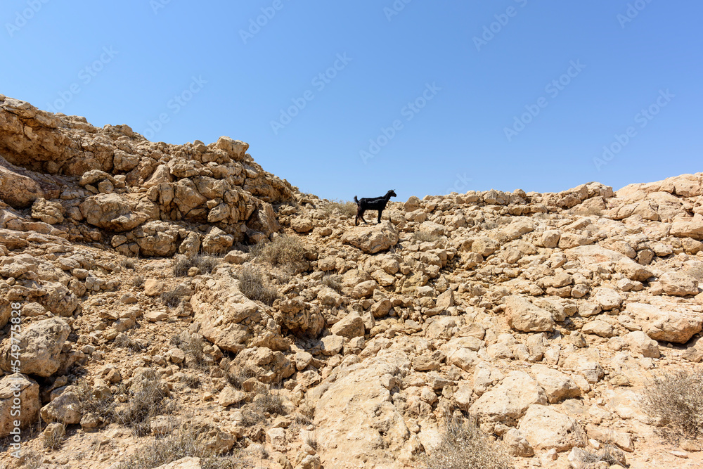 Single black sheep in the mountain, Ras Al jinz, Sultanate of Oman