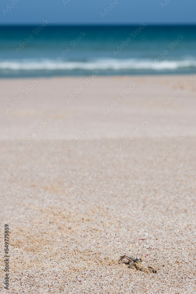 Single crab on a beach in Ras Al Jinz looking around, Sultanate of Oman