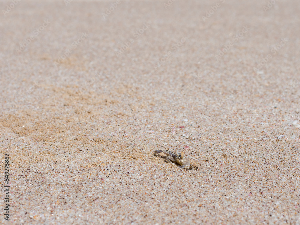 One crab near his nest on a beach in Ras Al Jinz, Sultanate of Oman