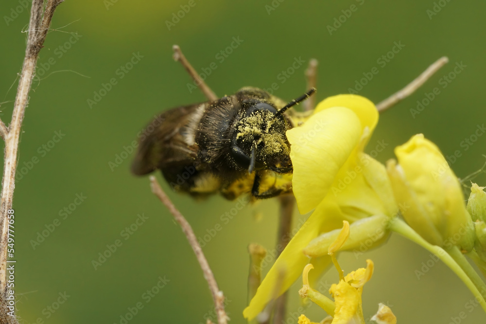 Closeup on the rare Scarce Black Mining Bee, Andrena nigrospina mining on a yellow flower Closeup on the rare Scarce Black Mining Bee, Andrena nigrospina mining on a yellow flower