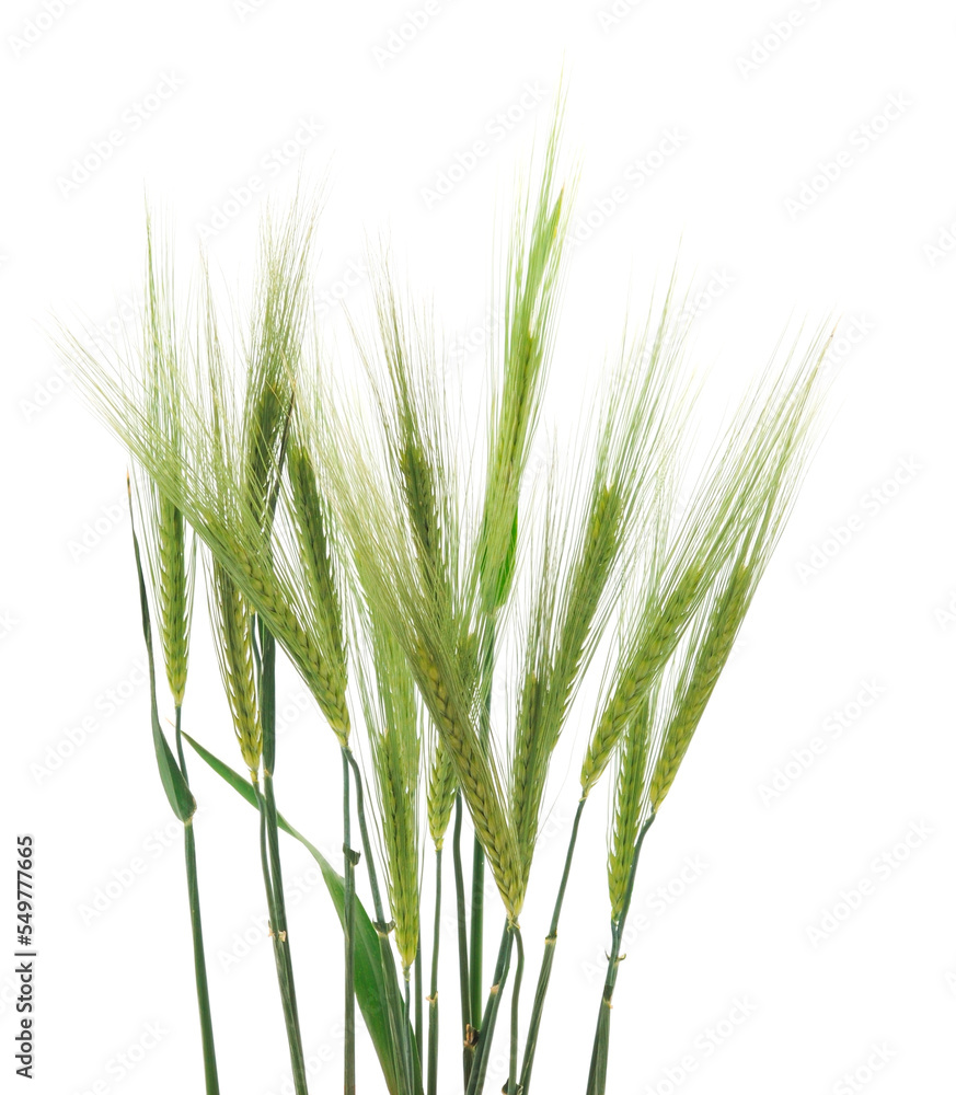 Green spikelet of wheat. Green spikelet of wheat.