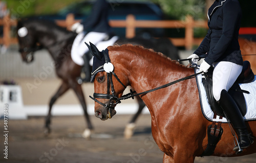 Horse dressage with rider, closeup of side of head, second horse out of focus in background.. © RD-Fotografie
