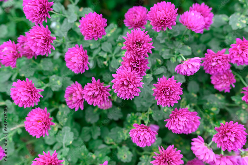 Lots of red chrysanthemums in the greenhouse in winter. Beautiful little flowers. Lots of red chrysanthemums in the greenhouse in winter. Beautiful little flowers.
