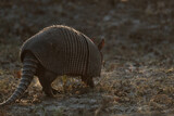 Nine-banded armadillo closeup in field during Texas drought.