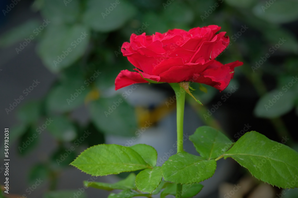 single red rose