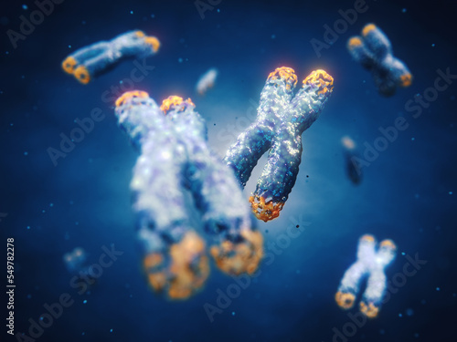 Telomeres are found on both ends of chromosomes. Telomere length is affected by lifestyle and has direct impact on human health and lifespan. Damaged chromosomes photo