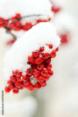 Mountain ash under the snow in December