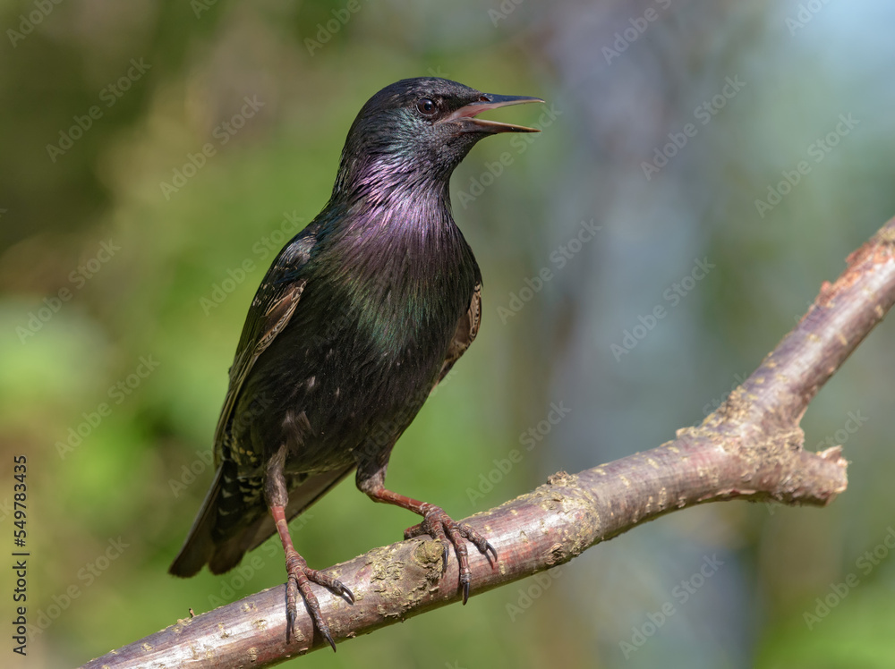 Common Starling (sturnus vulgaris) cries and sings with wide open beak on small perch at spring season Common Starling (sturnus vulgaris) cries and sings with wide open beak on small perch at spring season