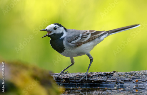 Tablou canvas Brave adult White wagtail (motacilla alba) makes loud calls with wide open beak