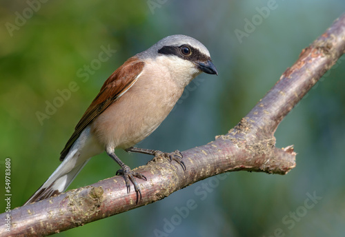 Male Red-backed Shrike (lanius collurio) perched on a lichen branch with interesting look in warm season