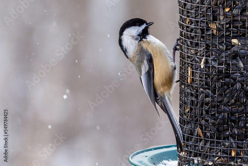 Tela Black-capped chickadee (Poecile atricapillus) feeding on black oiled sunflower seeds during winter in the snow