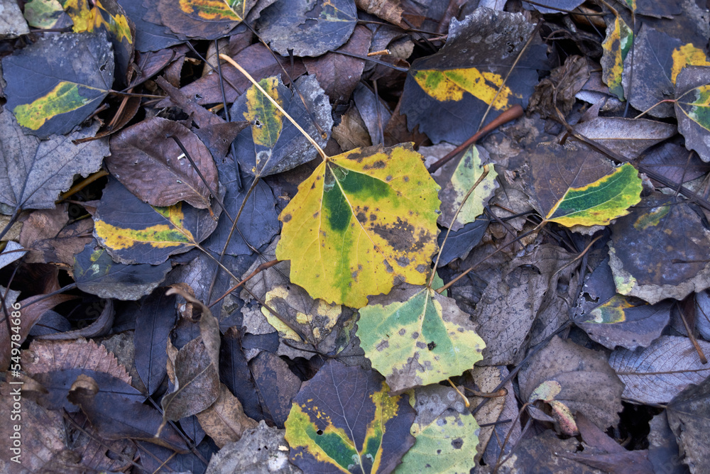 Fallen aspen leaves on the ground