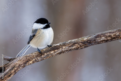 Close up of a Black-capped chickadee (Poecile atricapillus) perched on a branch during winter in Wisconsin. Selective focus, background blur and foreground blur. 