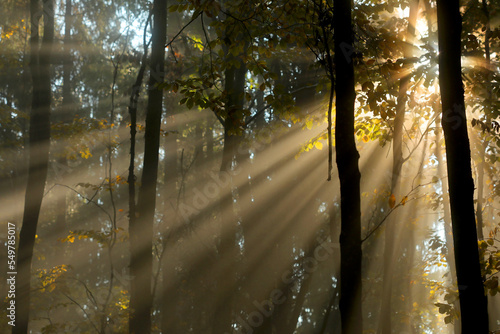 Early morning sunlight rays shining through misty mountains forest trees in a very beautiful autumn day. Magical morning sunrise and mistery forest. 