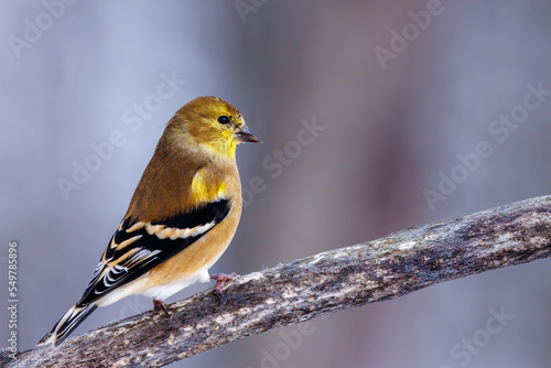 Close up of an American Goldfinch (Spinus tristis) perched on a branch during winter in Wisconsin. Selective focus, background blur and foreground blur. 