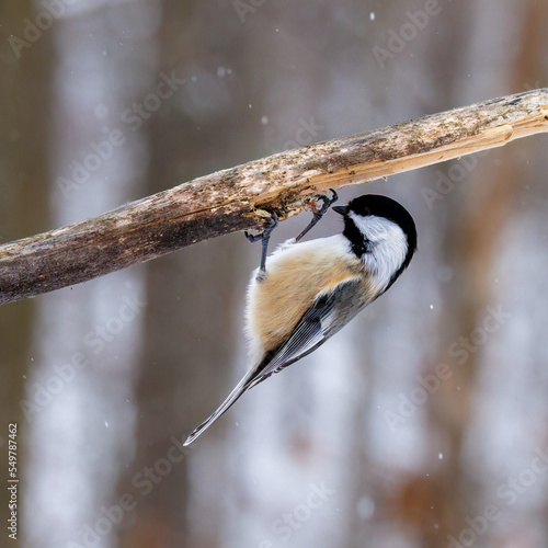 Close up of a Black-capped chickadee (Poecile atricapillus) hanging upside down on a branch while it's snowing during winter in Wisconsin. 