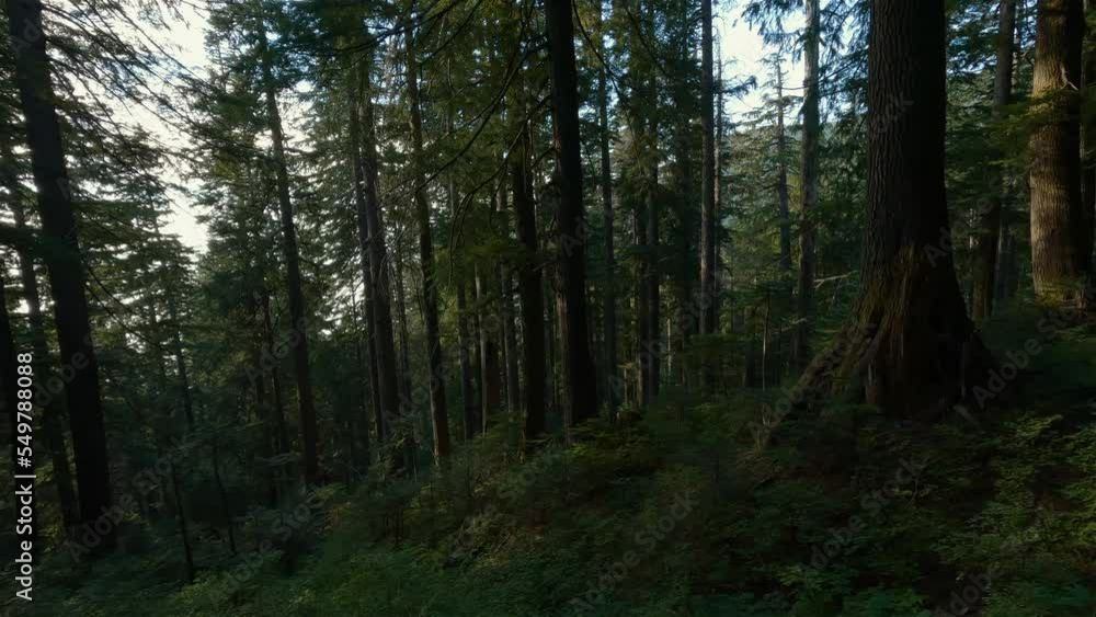 Scenic hiking trail at top of Canadian Mountain Landscape. St. Mark's Summit near Vancouver, BC, Canada. Slow Motion Cinematic Scenic hiking trail at top of Canadian Mountain Landscape. St. Mark's Summit near Vancouver, BC, Canada. Slow Motion Cinematic