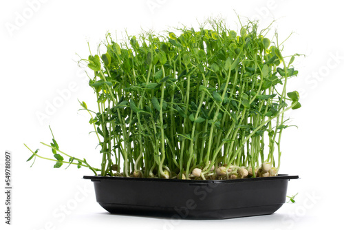 Growing green peas at home in a plate  microgreen