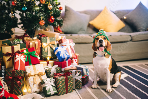 Beagle dog wearing santa claus hat in livingroom with christmas decorated, preparing gift for celebrate Xmas or New Year, enjoy holiday with pets. photo