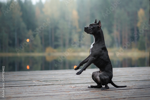 Foto black pit bull terrier on the lake on a wooden bridge