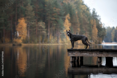 Fotobehang black pit bull terrier on the lake on a wooden bridge