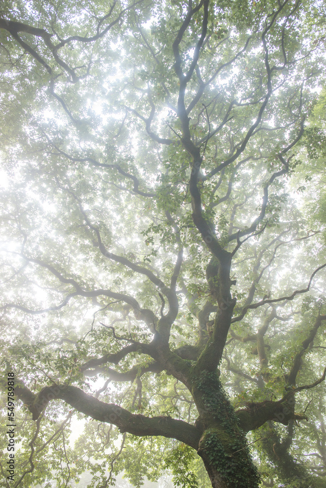 Fototapeta premium Arbre majestueux en foret