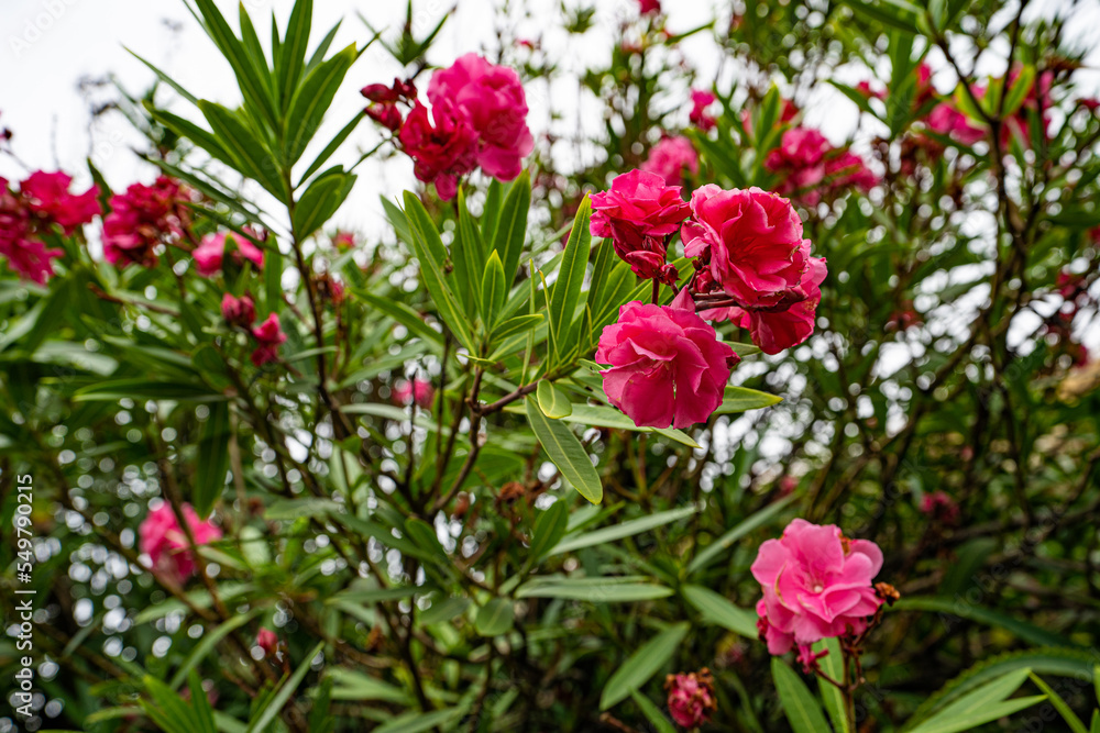 A variety of colorful flora on the island of Madeira