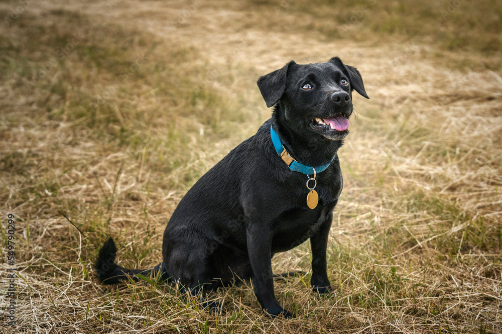 Black Patterdale Cross Border Terrier looking upwards to the right Black Patterdale Cross Border Terrier looking upwards to the right