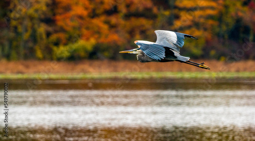 heron in flight