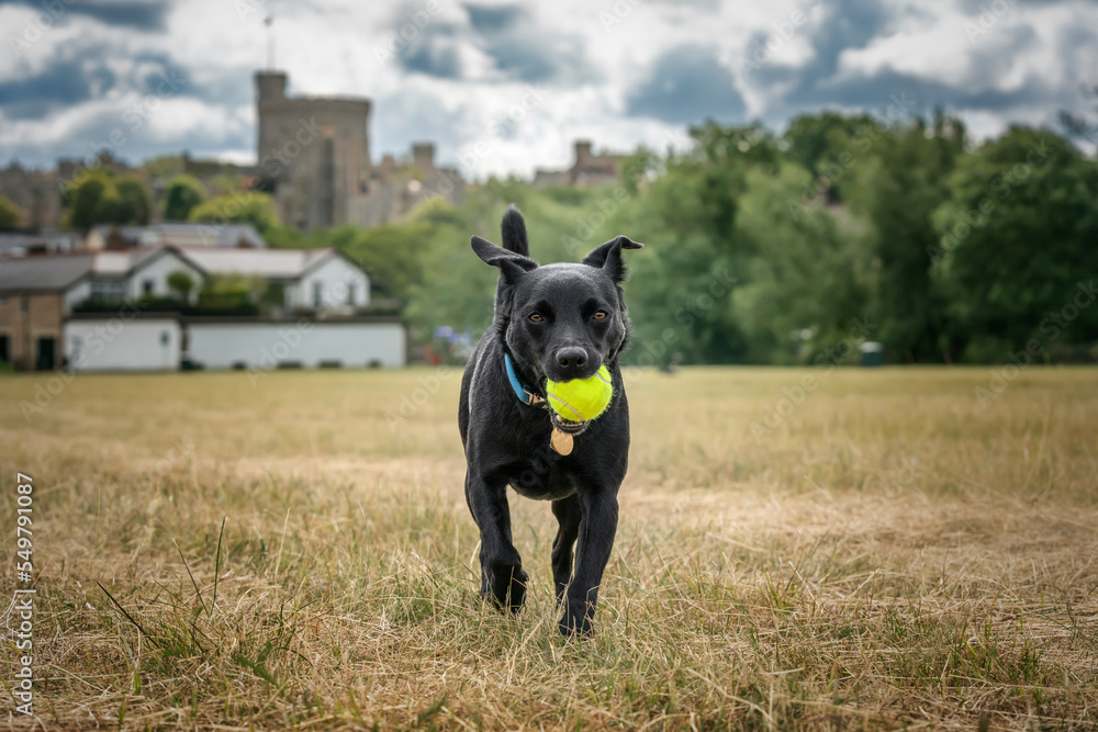 Black Patterdale Cross Border Terrier happy with his tennis ball Black Patterdale Cross Border Terrier happy with his tennis ball