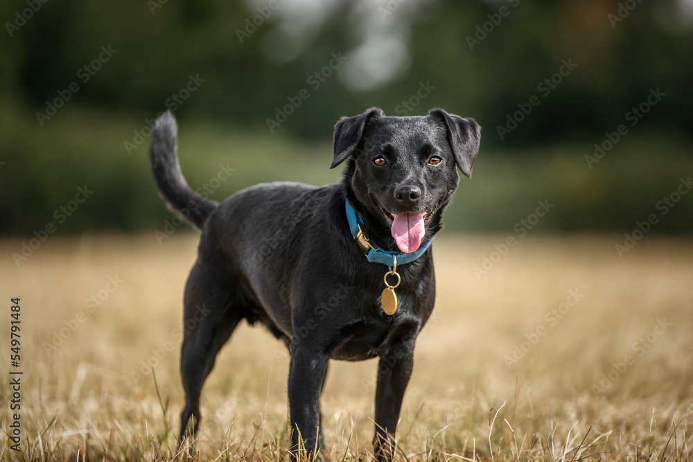 Black Patterdale Cross Border Terrier looking directly at the camera with tag for a name Black Patterdale Cross Border Terrier looking directly at the camera with tag for a name