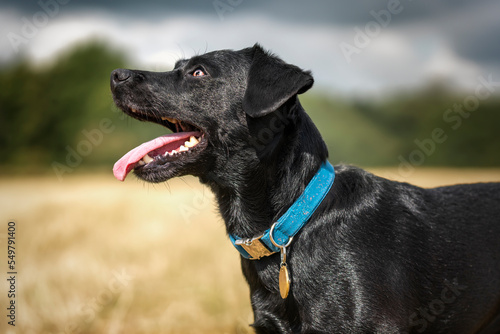 Black Patterdale Cross Border Terrier looking upwards to the left with tongue out