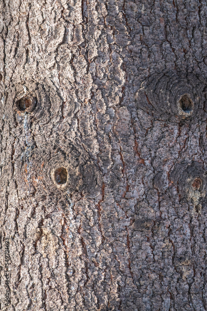 Bark texture and background of a old fir tree trunk. Detailed bark texture. Natural background Bark texture and background of a old fir tree trunk. Detailed bark texture. Natural background