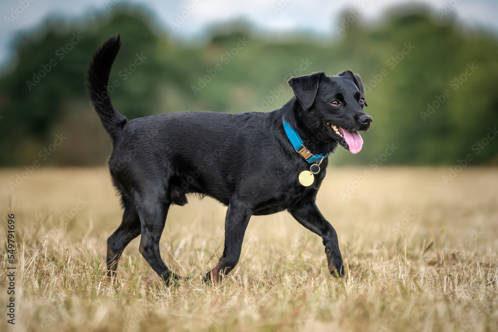 Black Patterdale Cross Border Terrier walking from left to right Black Patterdale Cross Border Terrier walking from left to right