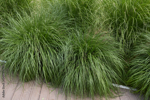 Fotografija Miscanthus sinensis