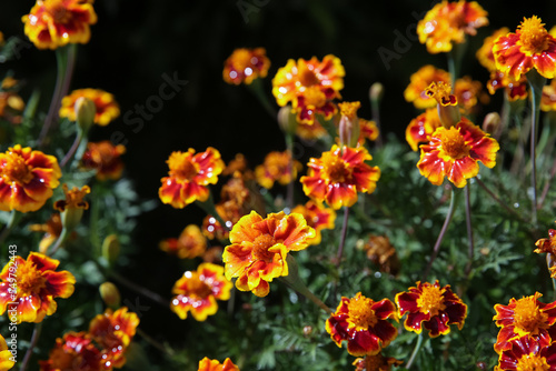 blurred floral background, wet marigold flowers ( Tagetes erecta) in the meadow after the rain © IvSky