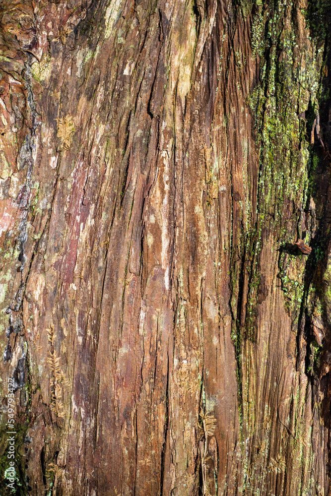 bark of a tree