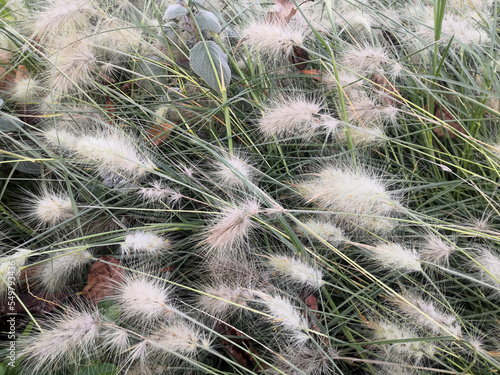 fleur nature jardin blanc vert 