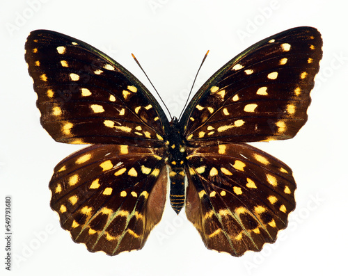 Colorful yellow black butterfly isolated on white, Lexias pardalis female macro close up, nymphalidae, collection butterflies, design element photo