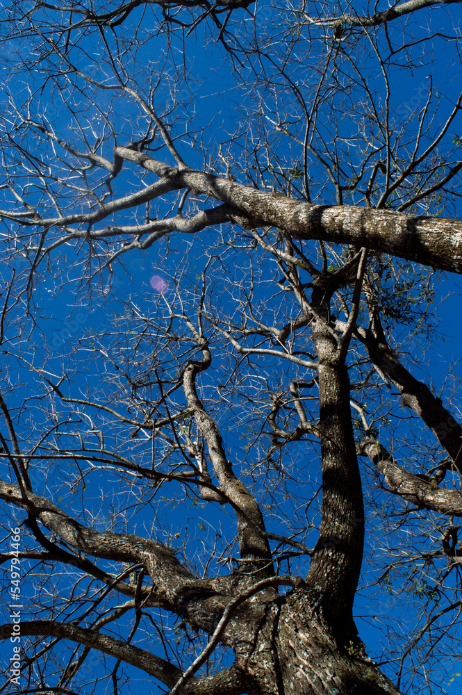 Fototapeta premium trees, leaves and trunks