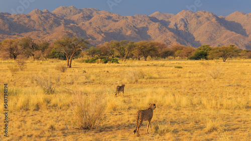 Cheetahs in the Namibian savannah, Solitaire, Namibia, South Africa.