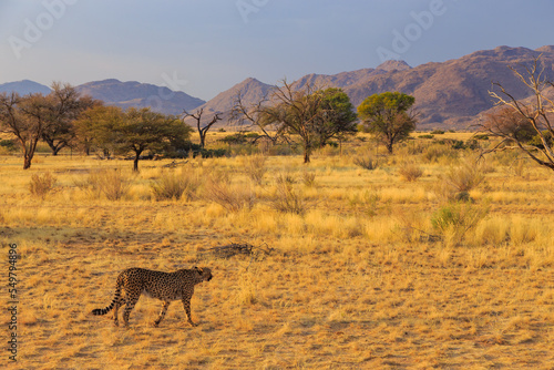 Cheetahs in the Namibian savannah, Solitaire, Namibia, South Africa.