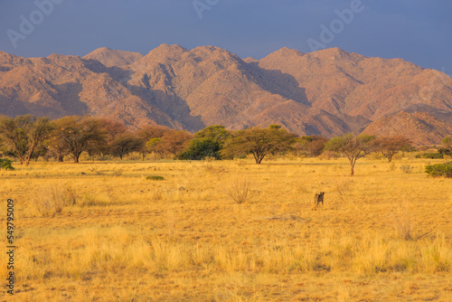 Cheetahs in the Namibian savannah, Solitaire, Namibia, South Africa.