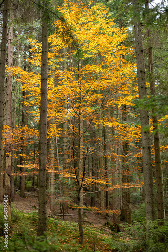 Fototapeta Naklejka Na Ścianę i Meble -  Gorczańska Jesień, Poland, Europa