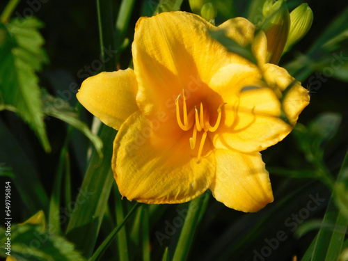 Beautiful yellow lily macro photo.