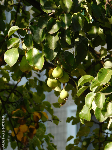 Pear branch with fruits.