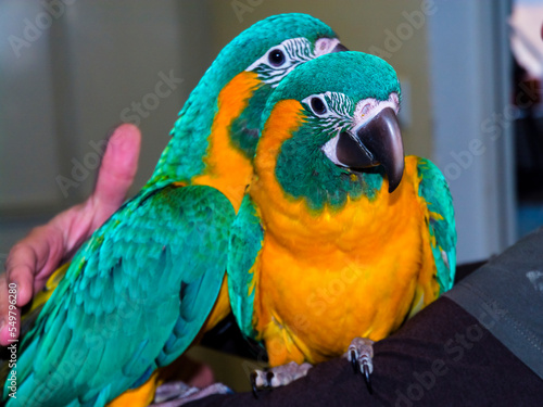 Young blue-throated macaw, and endangered and rare parrot species photo