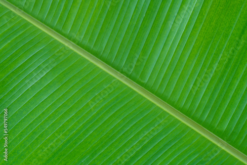 Closeup of banana leaf texture abstract background.